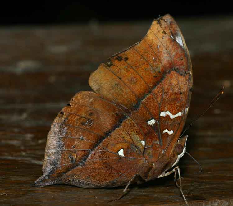 Autumn Leaf Butterfly