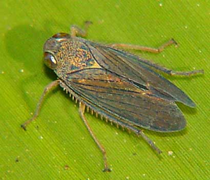 Cicadellidae.jpg