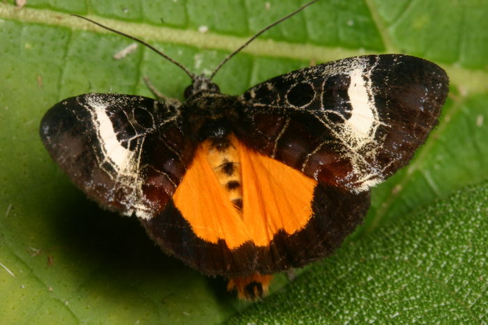 Noctuidae Agaristinae Sarbanissa transiens