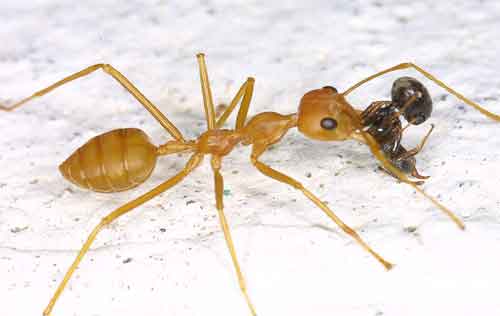red ant dealing with black ant