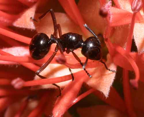 anonymous ant