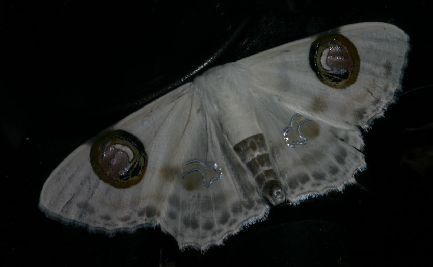 Geometridae Sterrhinae Problepsis plenorbis