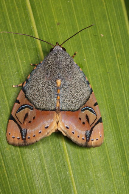 Noctuidae Bagisarinae Ramadasa pavo