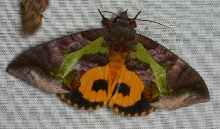 Noctuidae Catocalinae Eudocima homaena