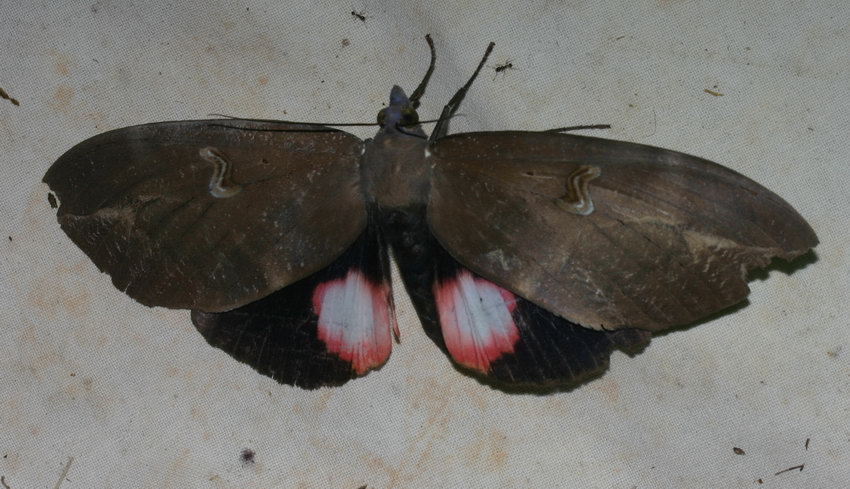 Noctuidae Catocalinae Phyllodes consobrina