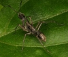 ant-mimicking spider