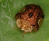 Cassidinae Chrysomelidae