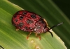Coccinellidae 1