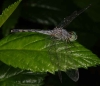 Diplacodes trivialis male