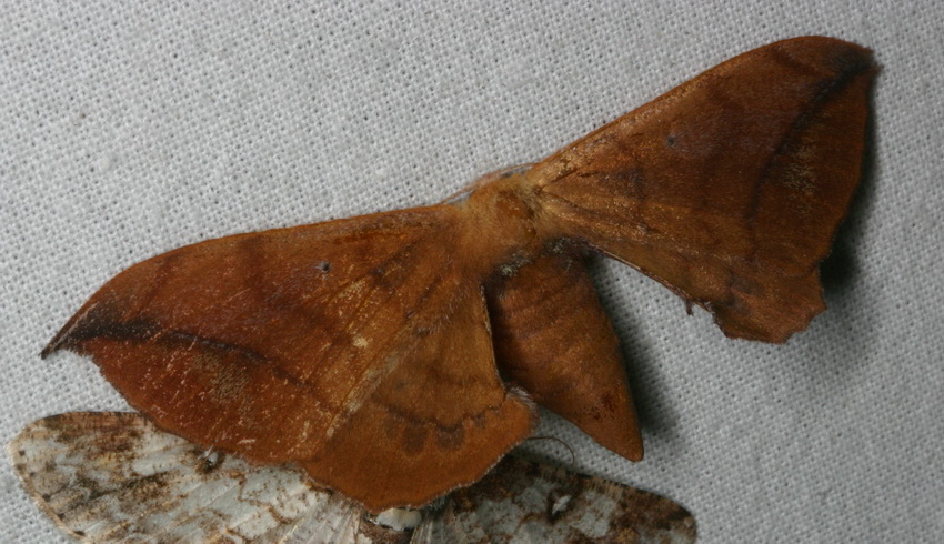 Andraca sp.  probably trilochoides