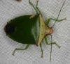 Piezodorus hybneri Pentatomidae