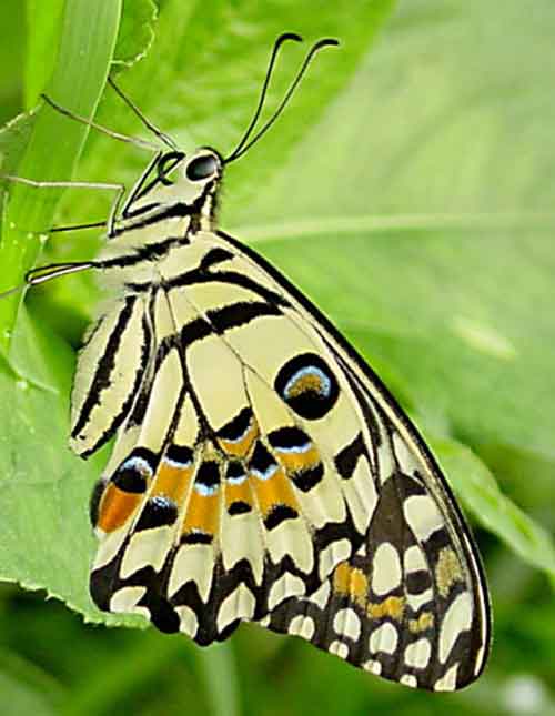 Papilio demoleus 1