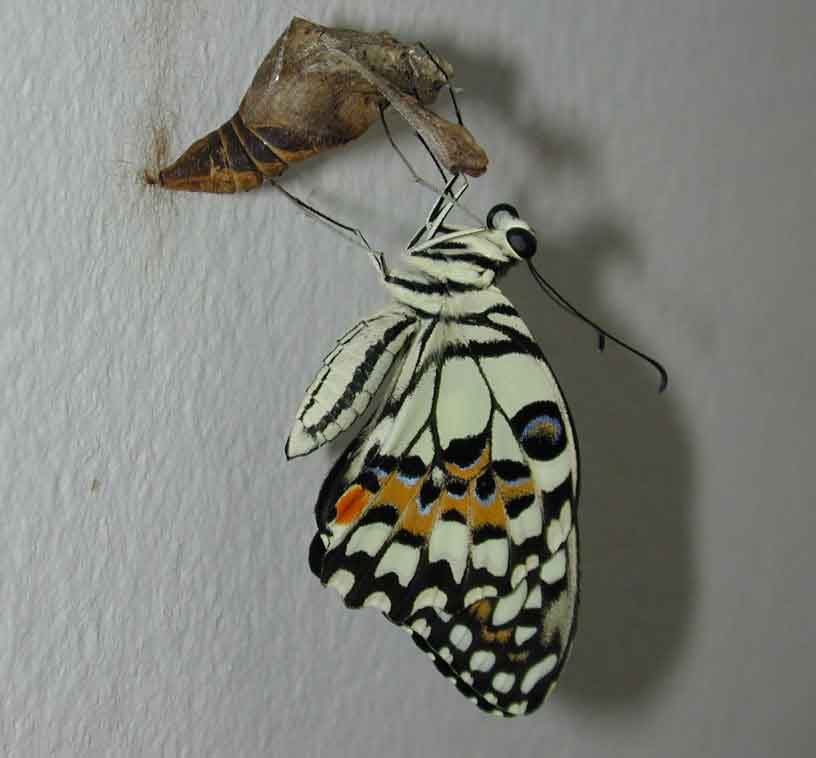 Papilio demoleus 2