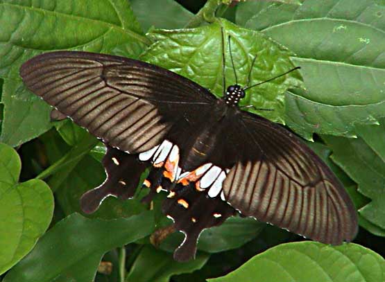 Papilio polytes f