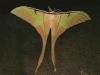 Actias rhodopneuma