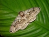 Brahmidia hearseyi