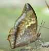 Charaxes kahruba