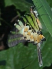 Graphium antiphates