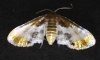 Thyrididae sp