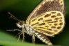 Ochus-subvittatus -subvitta