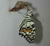 Papilio demoleus 2