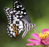 Papilio demoleus 3