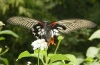 Papilio memnon agenor