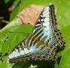 Parthenos sylvia