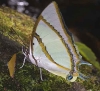 Polyura dolon