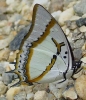 Polyura eudamippas