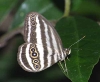 Ragadia  crisilda