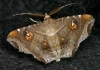 unidentified moth 4