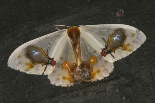 unidentified moth 2