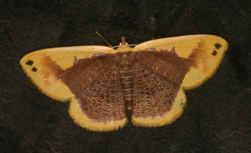 unidentified moth 3