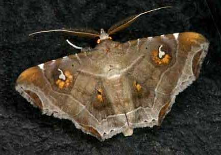unidentified moth 4