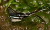 Green Dragontail- dozens of these