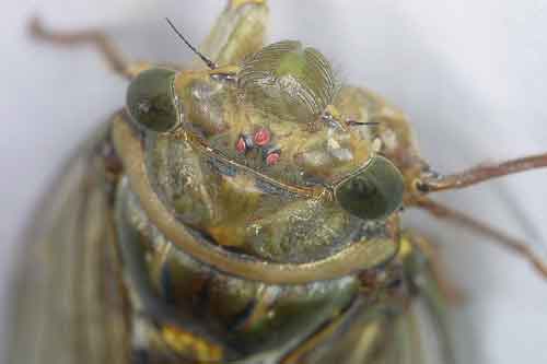 unidentified 5 cicadas\' compound eyes give them 180 degree vision (plus they have 3 simple eyes too)