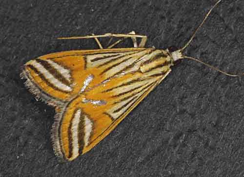 Ambia tigridalis close1 (Nymphulinae)