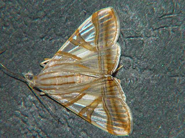 Glyphodes nyctealis Pyraustinae)