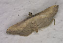 Lamprosema pallidinotata (Spilomelinae)