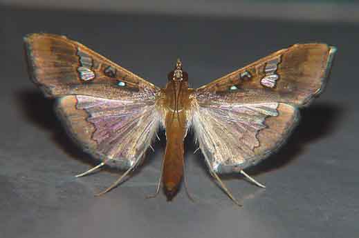 Maruca vitrata (Pyraustinae)