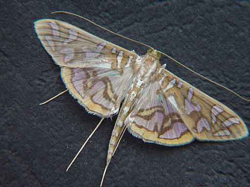 Nausinoe pueritia (Pyraustinae)