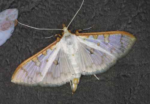 Palpita annulifer Group (Pyraustinae)