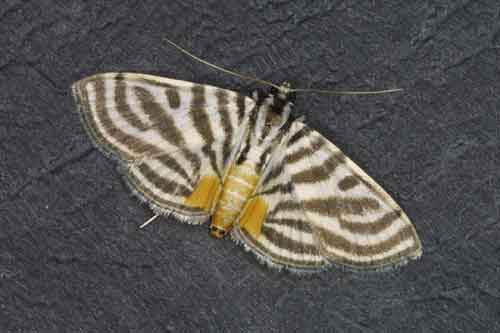 Pycnarmon species (Pyraustinae)