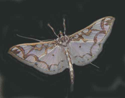 Pyralidae sp