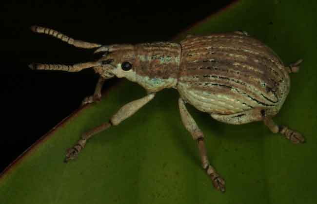 Hypomeces squamosus (Green weevil) or similar