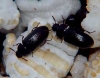 tiny beetles- kept in jars with rice and honey