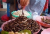 more insects in the market