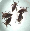 water beetles 1