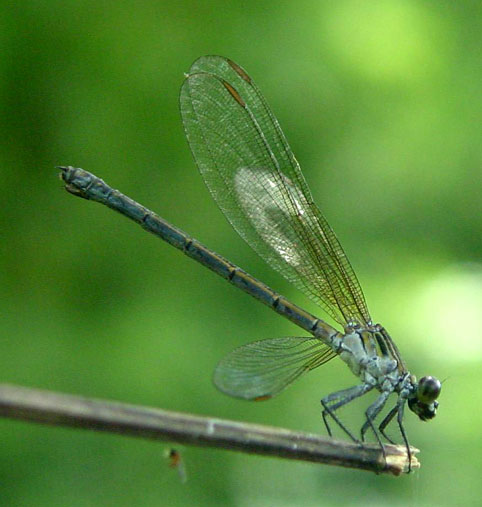Euphaea masoni or ochracea f